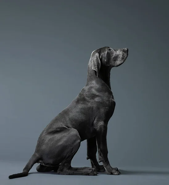 Profilde Büyük Bir Köpeğin Portresi — Stok fotoğraf