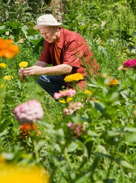 Man Zijn Tuin Snoeien — Stockfoto