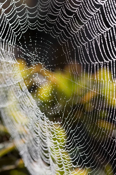 Dauw op een spinnenweb — Stockfoto