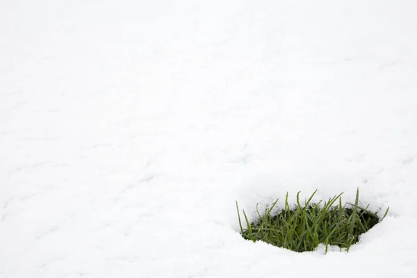 Пятна Травы Таянии Снега — стоковое фото