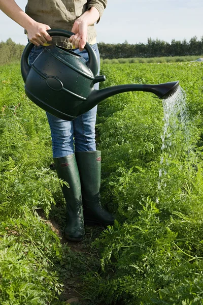 Mulher Que Molha Colheita Campo Com Regar Pode — Fotografia de Stock