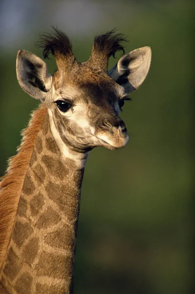 Cabeça Bezerro Girafa Imagens Grande Plano — Fotografia de Stock