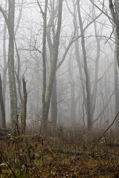 Abertura de uma floresta nebulosa — Fotografia de Stock