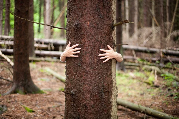 Жінка Обіймає Стовбур Дерева Ховається — стокове фото