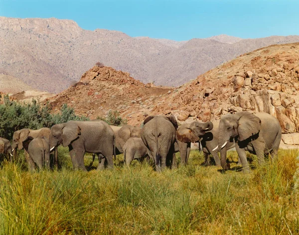 Família Elefantes Deserto Namíbia — Fotografia de Stock