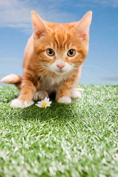 Kitten Groen Gras — Stockfoto