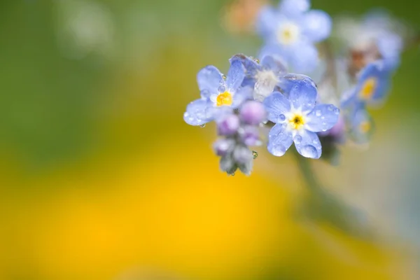 花を閉じて — ストック写真