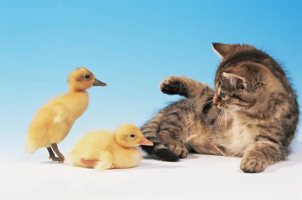 Yavru kedi ve iki ördek yavrusu — Stok fotoğraf