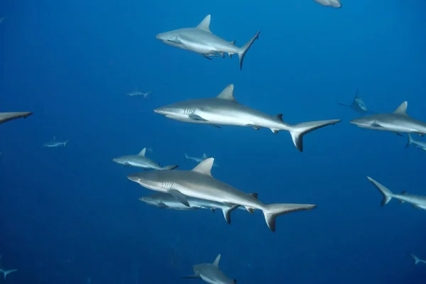 Tiburón Punta Blanca Nadando Océano — Foto de Stock