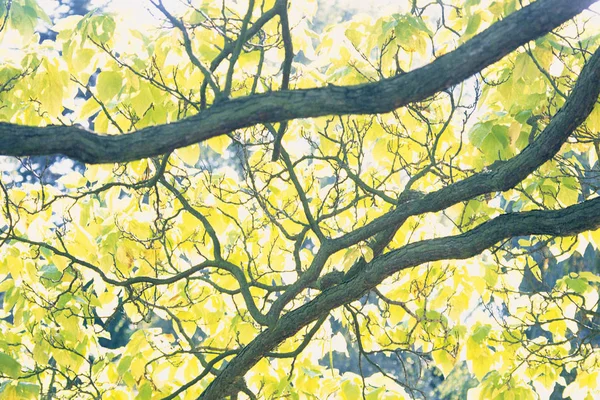 树的枝条 — 图库照片
