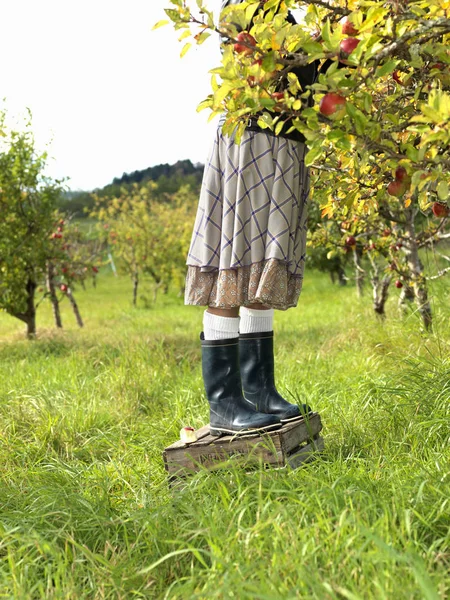Женщина Собирает Яблоки Саду — стоковое фото