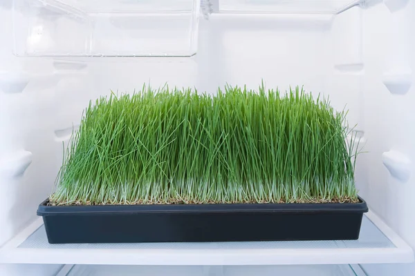 Wheatgrass in a fridge — kuvapankkivalokuva