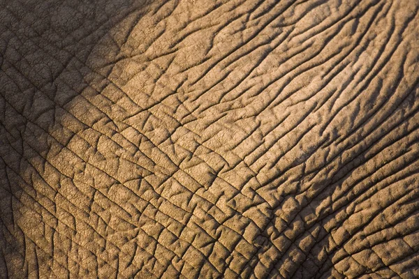 Peau d'éléphant d'Afrique — Photo