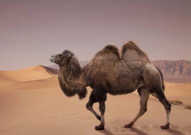 Bactrian camel walking in desert clipart