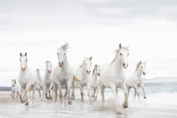 White horses on the beach — 스톡 사진