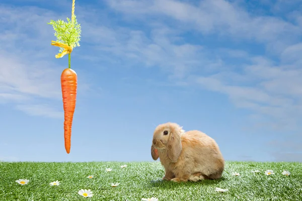 Rabbit Dangling Carrot — Stock Photo, Image