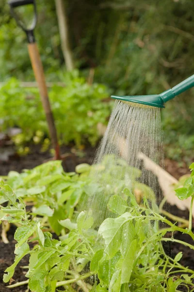 Plants Being Watered Close — Stock Photo, Image