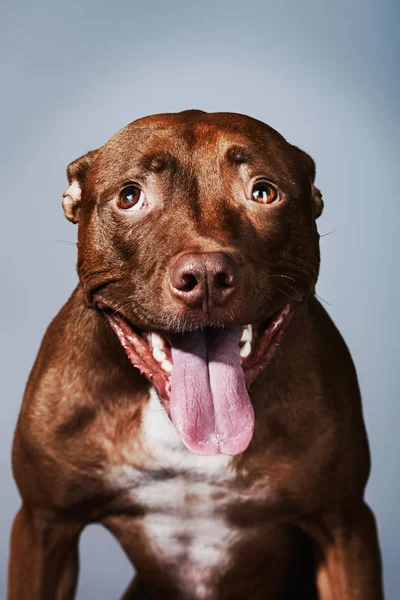 Porträt Eines Pitbull Mit Herausgestreckter Zunge — Stockfoto