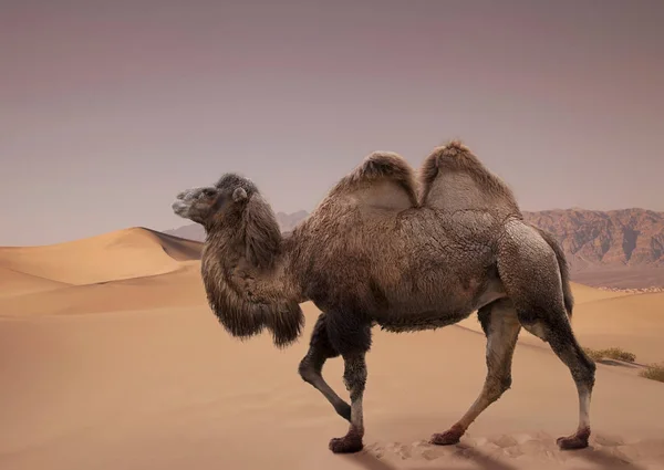 Camello Bactriano Caminando Desierto —  Fotos de Stock