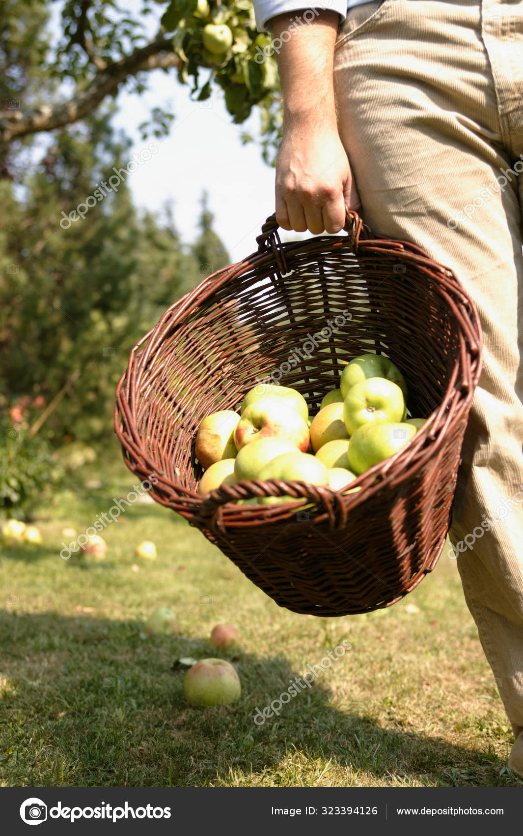 корзина с овощами и фруктами. двое несут корзину. женщина несет корзинку. девушка с корзиной овощей. девушка с пирогом.