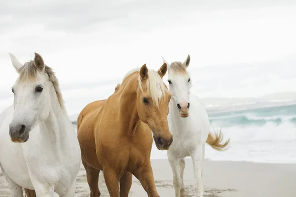 Pferde am Strand — Stockfoto