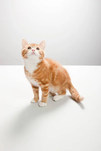 Portret Van Een Kitten Geïsoleerd Witte Achtergrond — Stockfoto