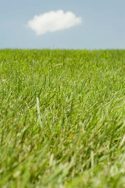 Campo Hierba Verde — Foto de Stock