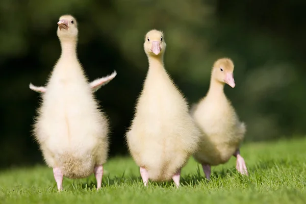 Tres Goslings Caminando Sobre Hierba — Foto de Stock