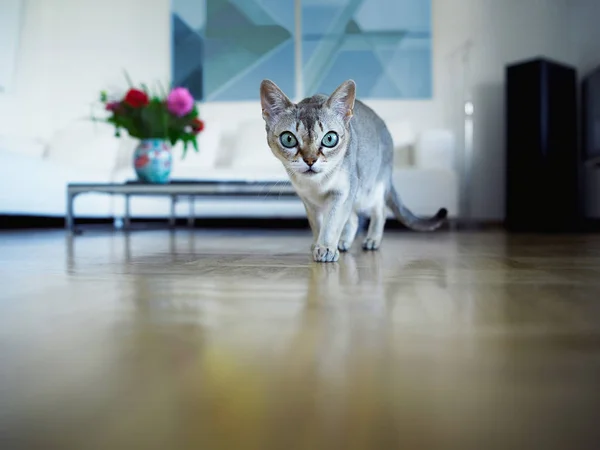 Кіт Вітальні — стокове фото