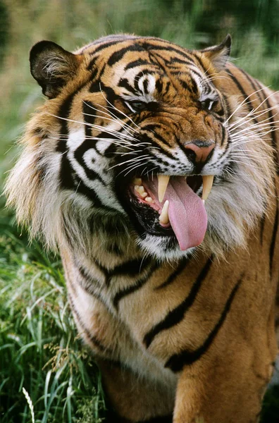 Tigre Com Boca Aberta — Fotografia de Stock