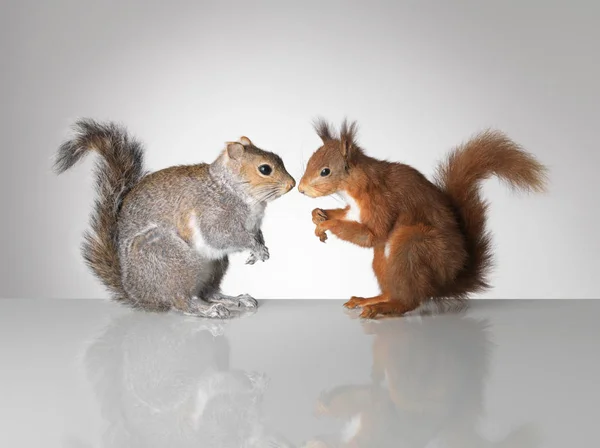 Red and grey squirrels facing each other — Stock Photo, Image