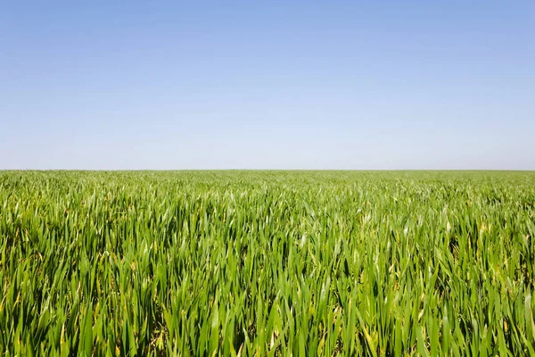 Champ Herbe Sur Ciel Bleu — Photo