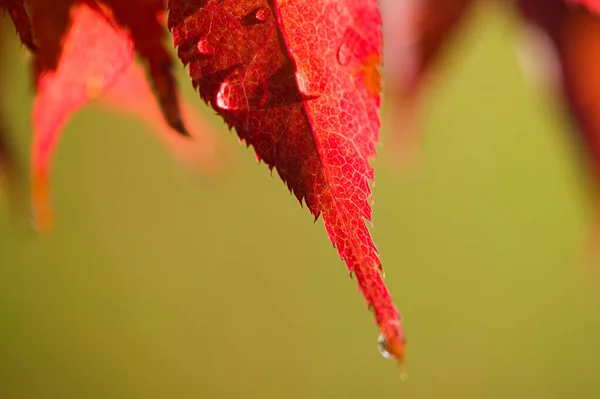 Вода Осенних Листьях — стоковое фото