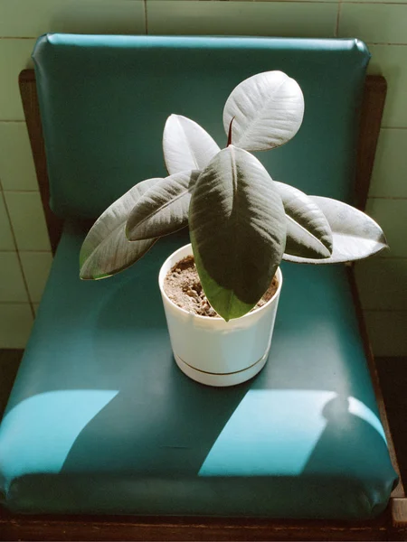 Potted Plant Green Vinyl Chair — 스톡 사진