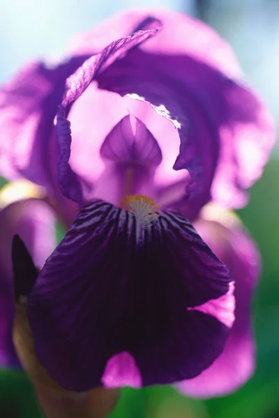 Fleur Iris Pourpre Gros Plan — Photo
