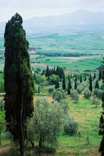 Arbori Gree Peisaj — Fotografie, imagine de stoc