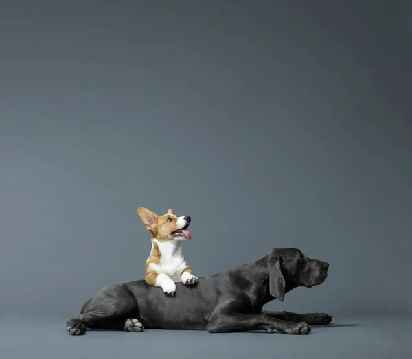 Pequeño perro sentado con las patas en el perro grande —  Fotos de Stock