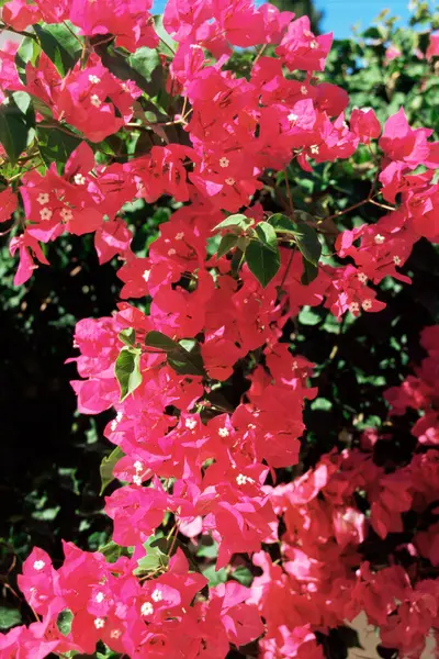 赤いブーゲンビリアの花を閉じます — ストック写真