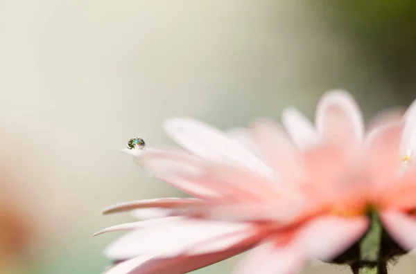 Water Droplet Gerbera Close — Stock Photo, Image