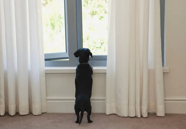 Hond op zoek uit raam — Stockfoto