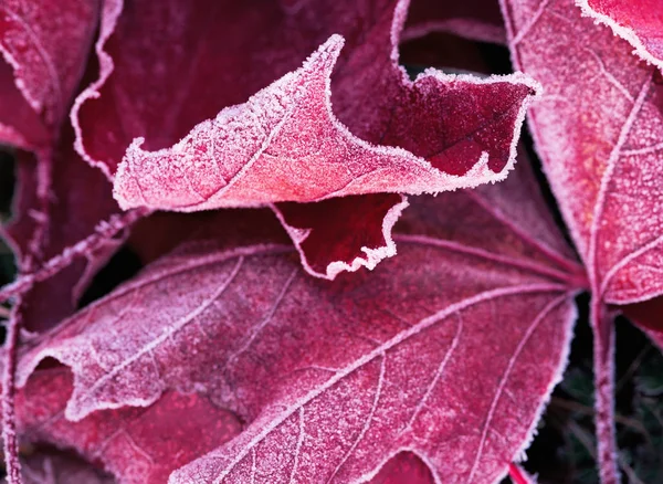 Мороз Листьях Биглефа — стоковое фото
