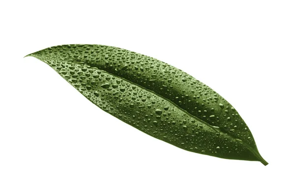 Still life of green leaf covered in water droplets — Stock Photo, Image