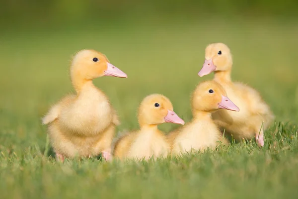 Trois Canetons Sur Herbe — Photo