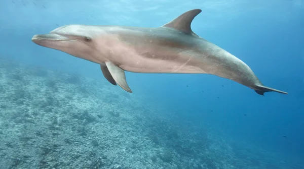 Palackozott Delfin Úszás Óceánban — Stock Fotó