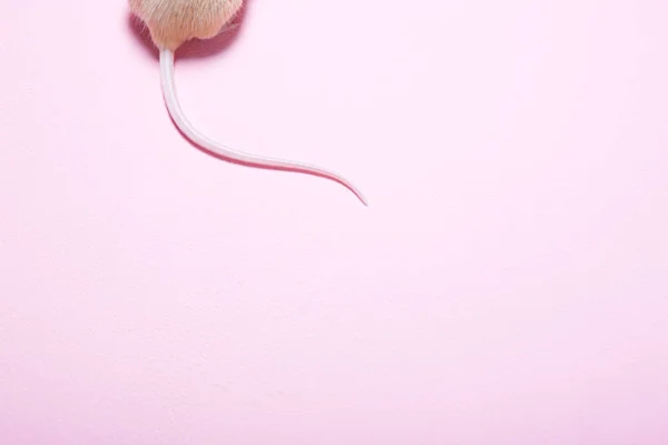 Staart Van Een Muis Geïsoleerd Roze Achtergrond — Stockfoto