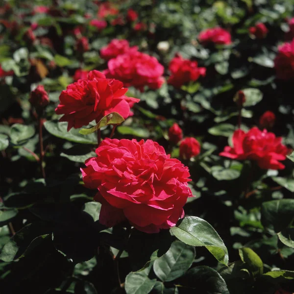 Red Rose Bush View — Stock Photo, Image