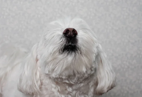 マルタ犬を見上げます — ストック写真