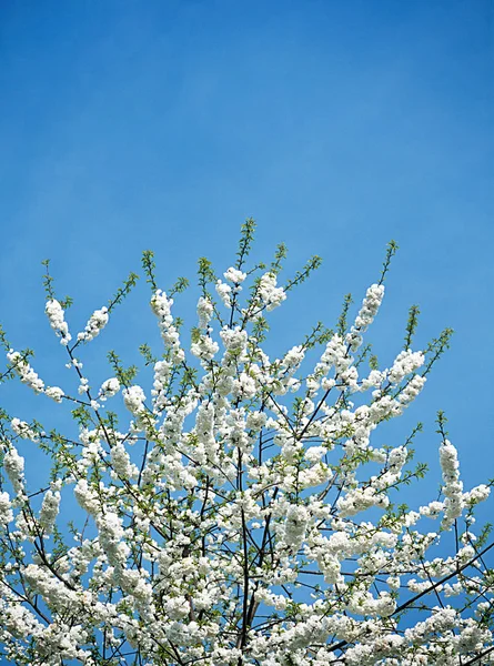 Albero Fiori Primaverili — Foto Stock