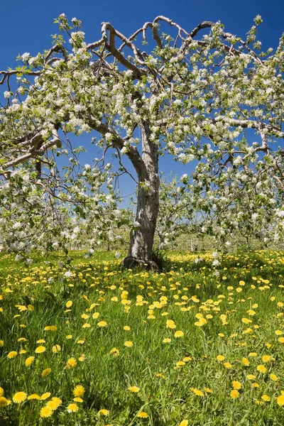 Fioritura Melo — Foto Stock