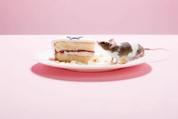 Мышь и кусок торта на тарелке — стоковое фото